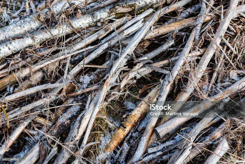 Oddam drewno - krzaki, gałęzie dobrze palące się