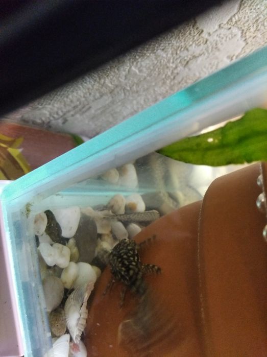 Сомики анцитрусы. 1 год.