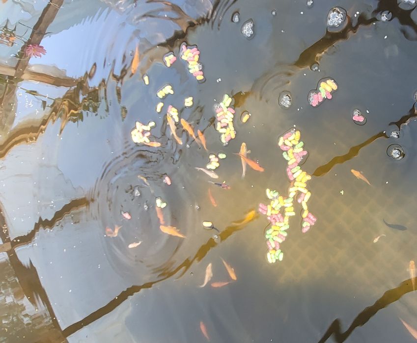 Japoński Karp Koi 5-10cm mix odmian