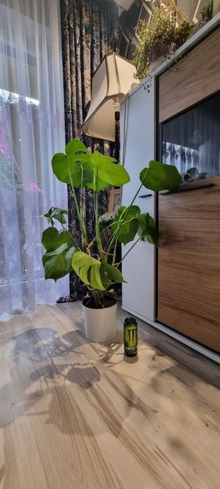 Kwiat doniczkowy Monstera 100cm