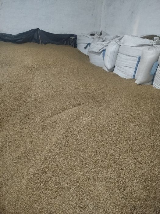 Продам овес.
Ціна договірна
Самовивіз