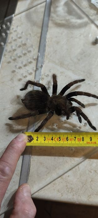 Phormictopus sp. "Dominican Purple pamphobeteus mascara 5 dc