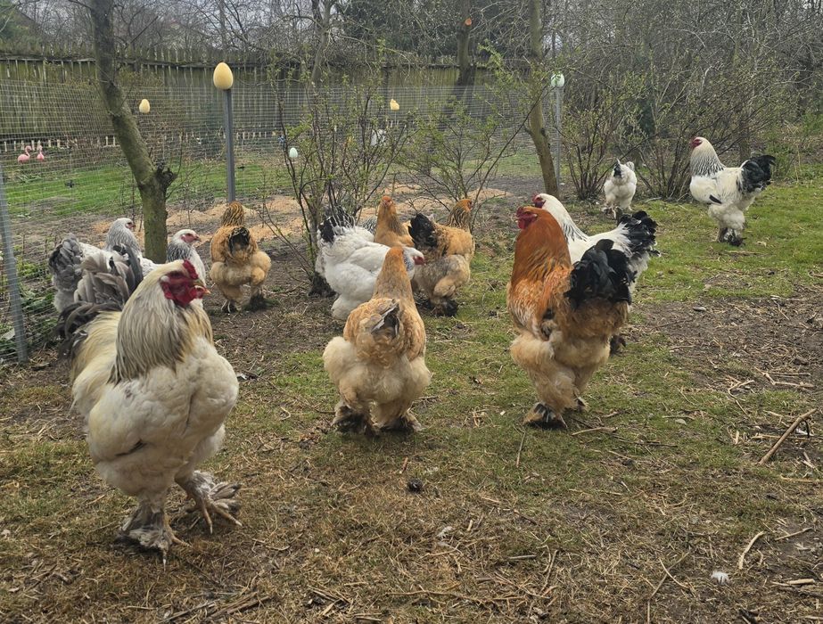 Brahma Olbrzymia jaja lęgowe