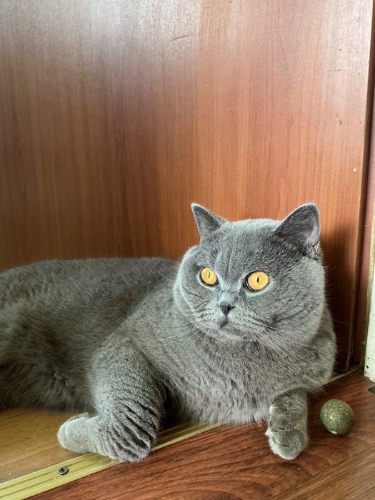 Krycie Kocur krótkowłosy reproduktor