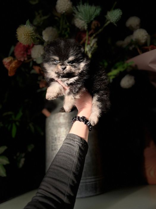 Spitz anão. Lulu da Pomerânia.Lop e Afixo .Mini . Black tan. Russo.