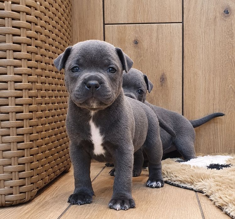 Staffordshire Bull Terrier- Staffik -BŁĘKITNE PESKI