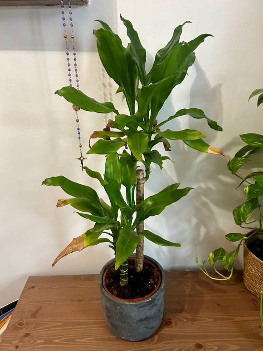 Planta dracaena fragrans dupla + vaso cerâmica