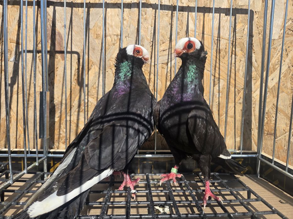 Para koroniarzy kończtych