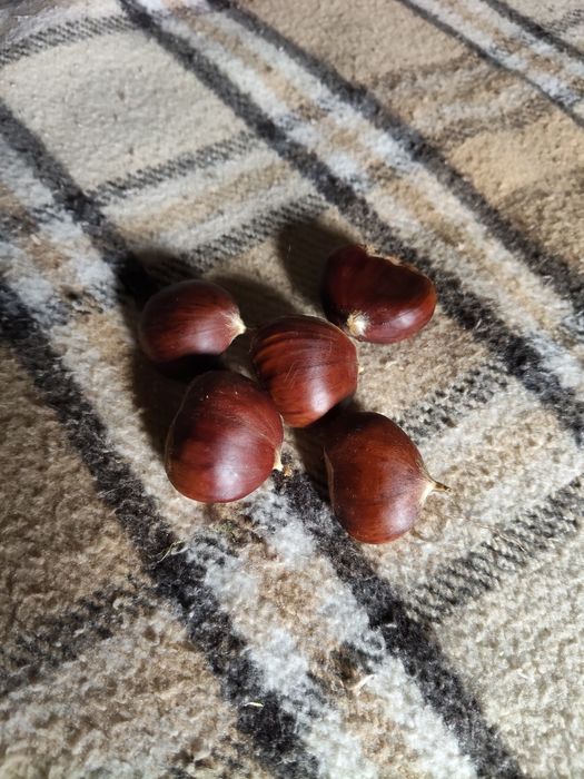 Castanhas graúdas e muito boas.