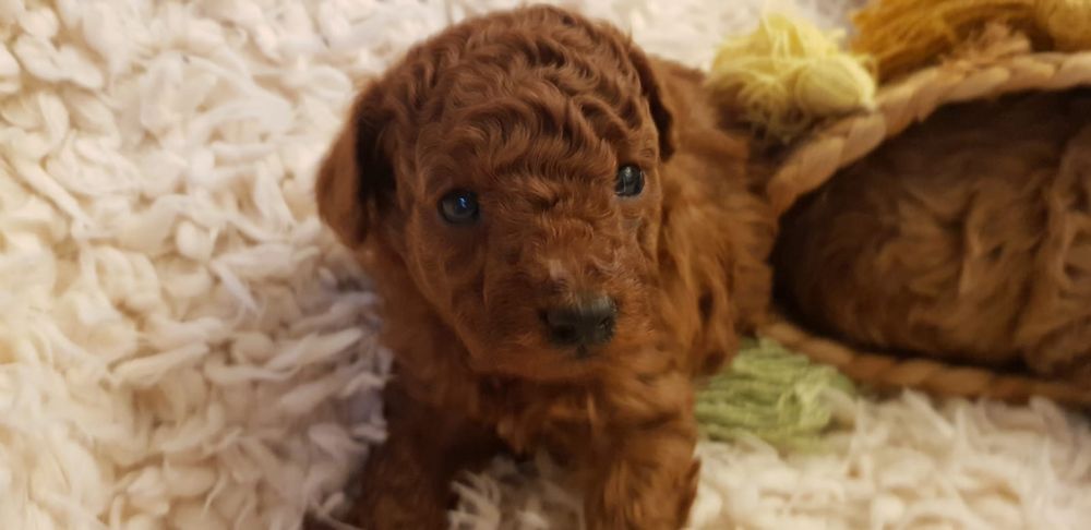 Pudel miniaturowy SUCZKA Red Brown rodowód chip wyprawka