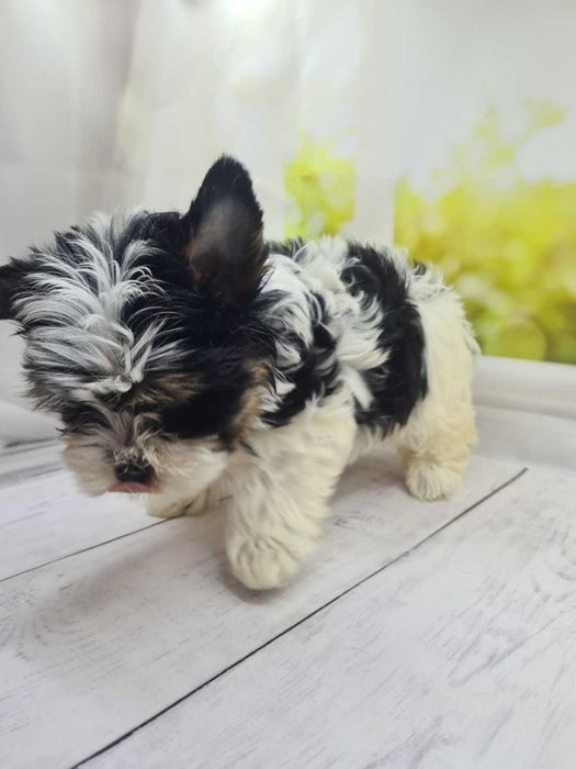 Дуже гарні бівер йорки з відмінними породними даними.