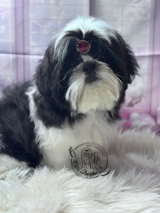 Shih tzu chłopiec