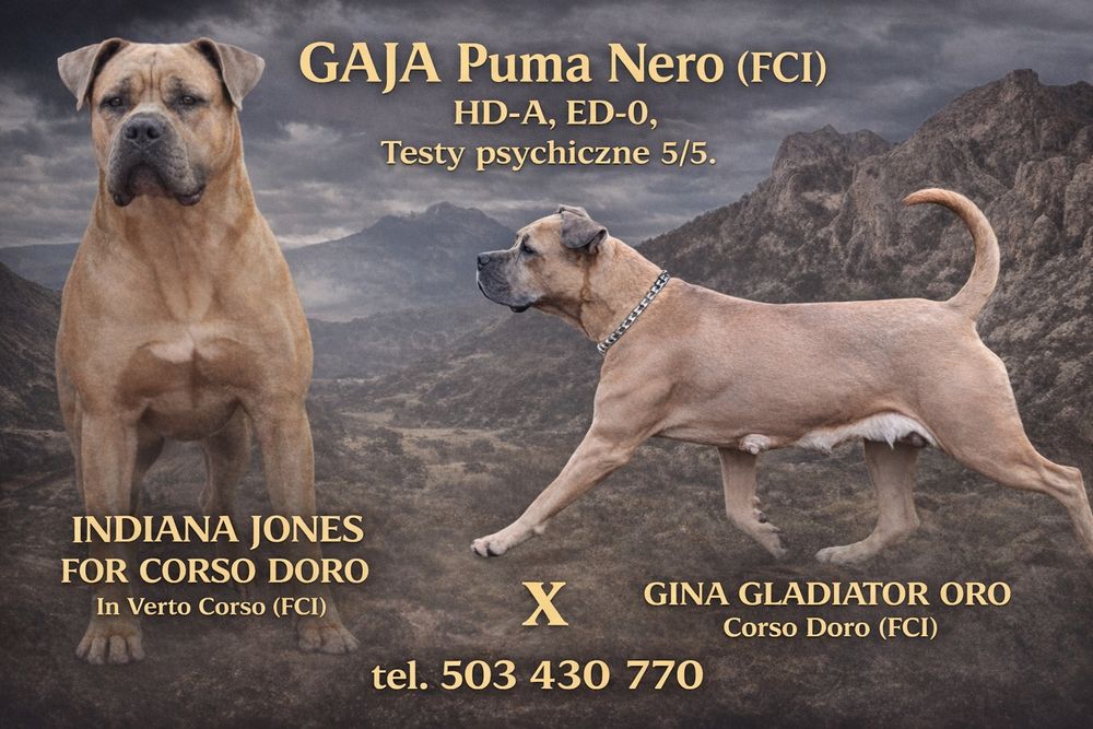 Cane Corso Italiano FCI