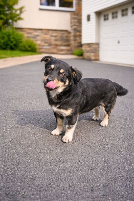 Собачки в добрі руки