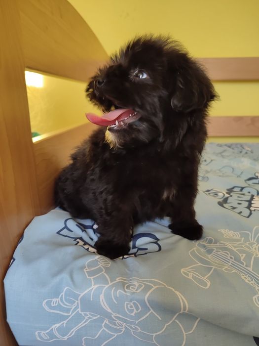 Мальтіпу супер щенки