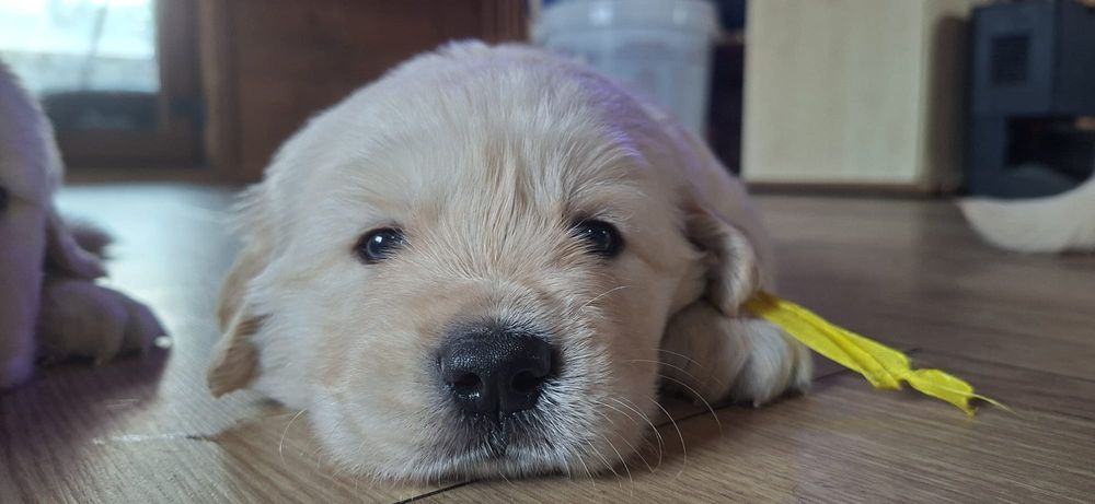 Golden Retriver ZKwP, FCI kremowy piesek
