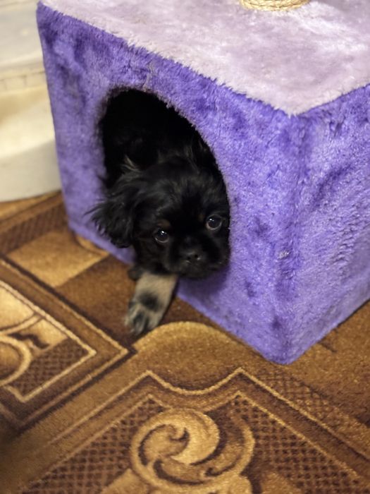 Цуценнята пекінес