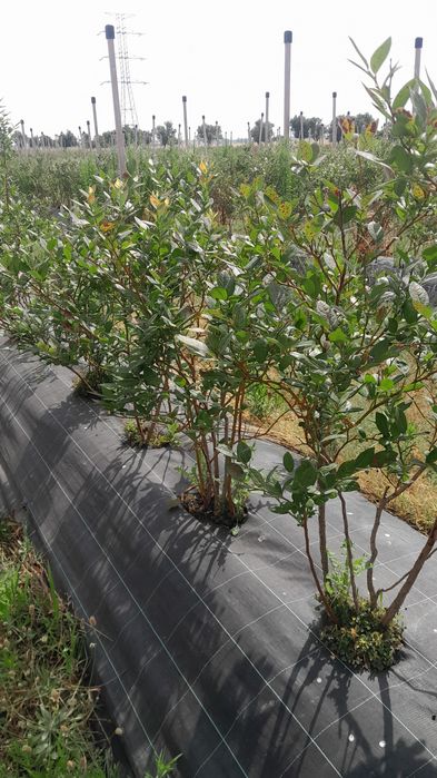 Plantas de Mirtilos de Produção Biológica
