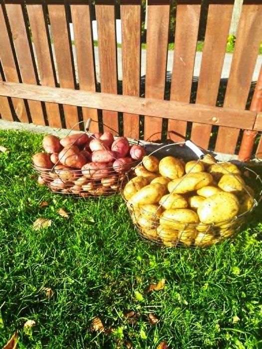 ziemniaki Ignacy Oberon