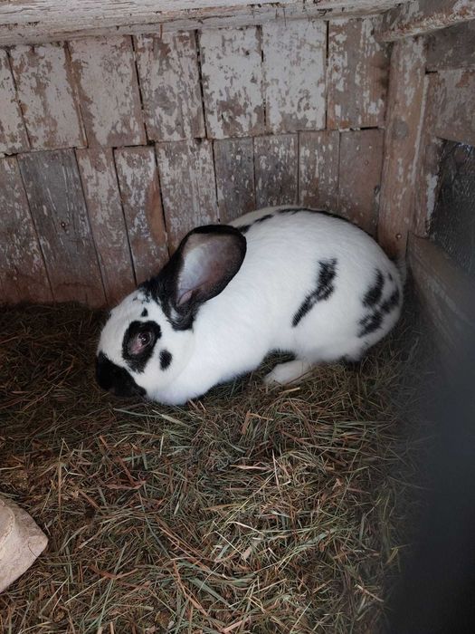 Sprzedam króliki młode, dorosłe, samce, samice do wykotu.