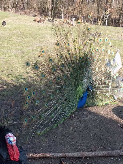 Nocleg  agroturystyka,  kulig CENY ZIMOWE