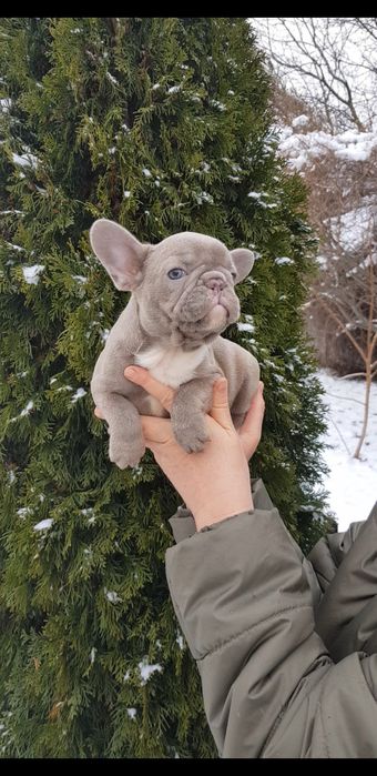 Продажа французского бульдога