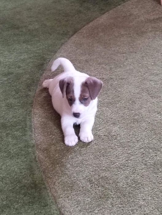 Бомбезний  хлопчик  КKУ Джек Рассел Розплідник