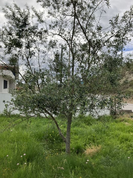 Oliveiras para jardim ou replantar.