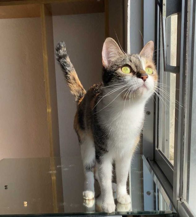 ESTERILIZADA | Gata juvenil e meiga disponível para adoção responsável