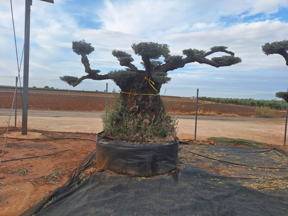 Oliveiras bonsai milenares em pratos XXXLLL