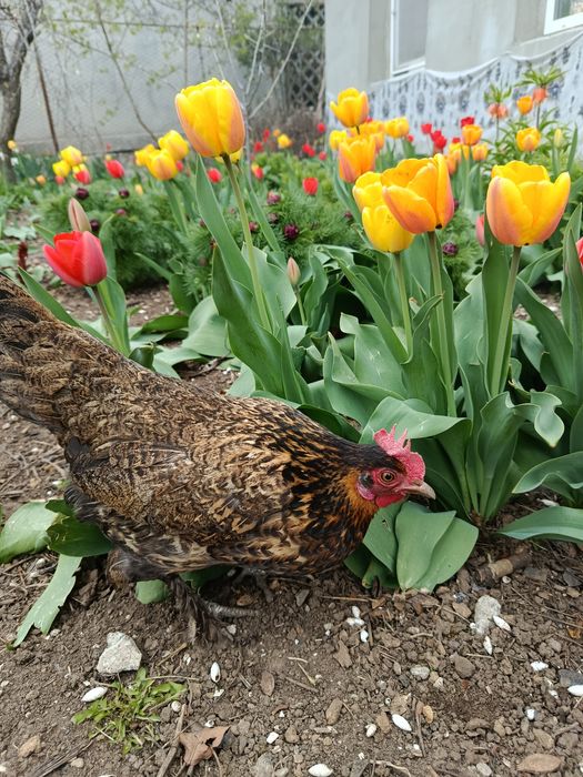 ИЯ бентамок продам