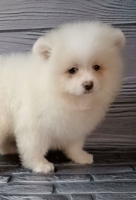 Міцне ведмежатко шпіц