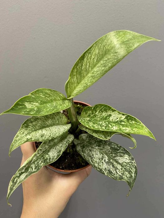 Rhaphidophora Elliptica Mint