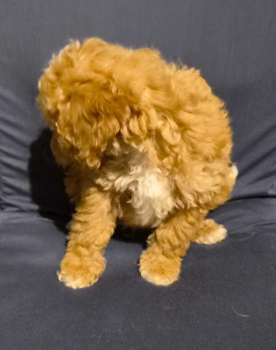 Labradoodle Chłopiec