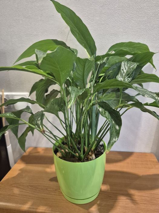 Спатифилиум комнатный цветок