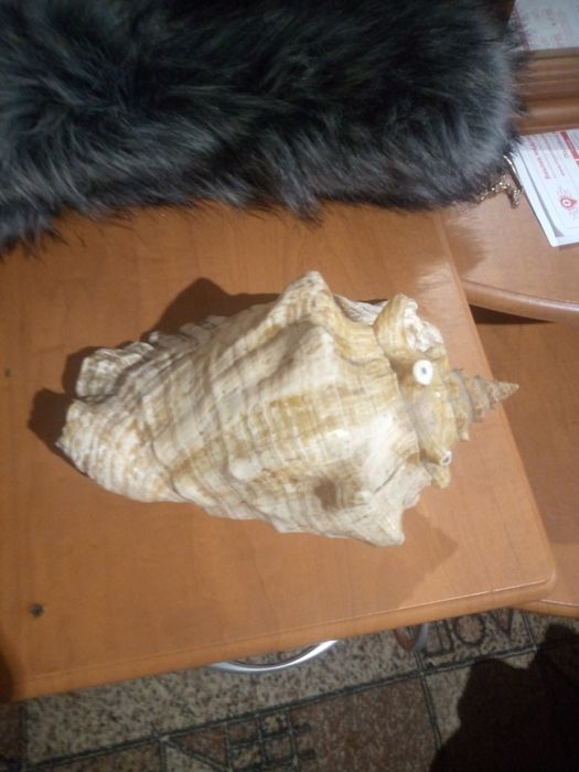 Продам ракушку большую.