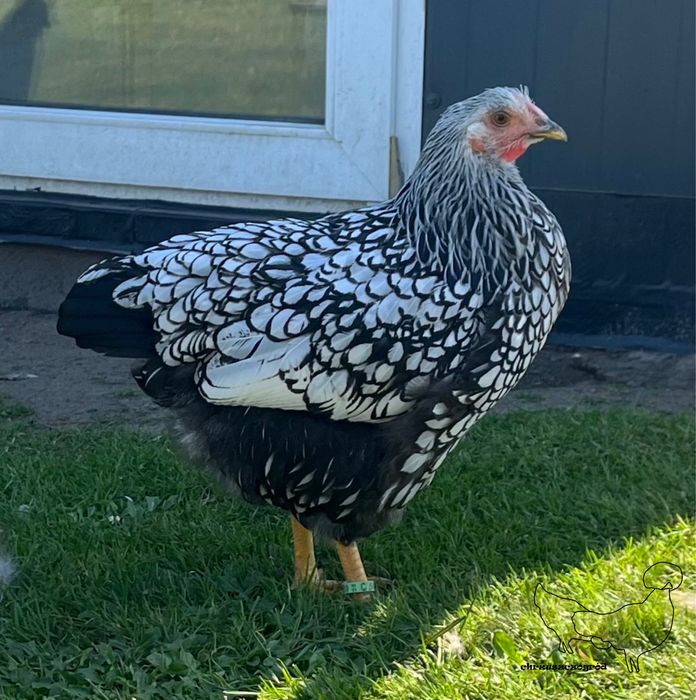 Koguty z wlasnego  lęgu