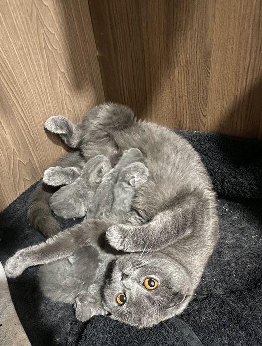 Scottish Fold blue