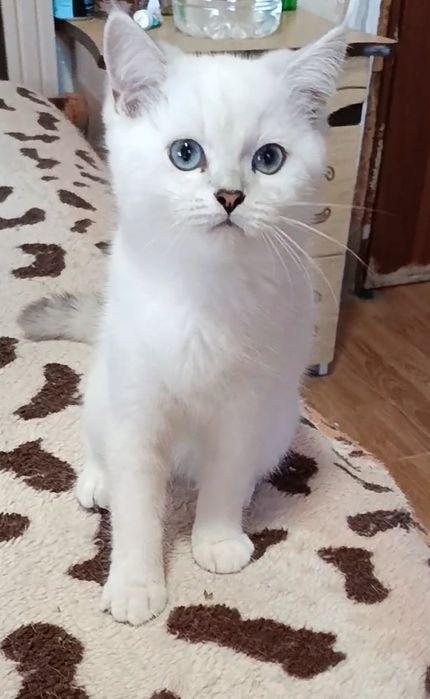 Мальчик шиншилла поинт