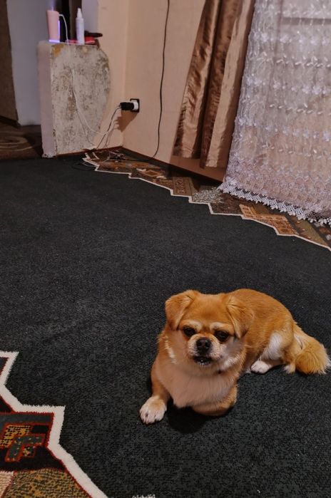 Пекінес для побачень))