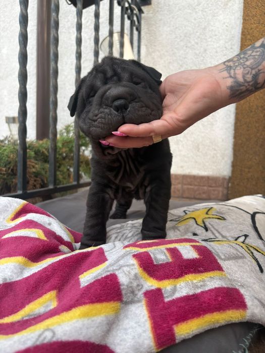 Shar Pei szczeniak