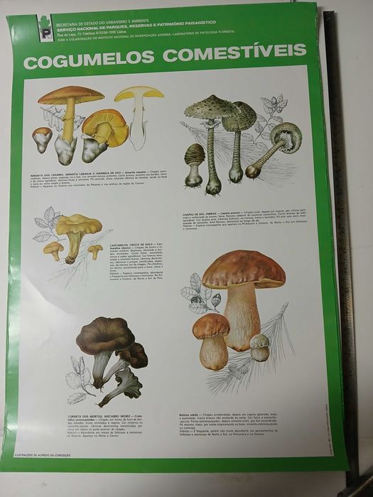 cartazes/posters animais e plantas