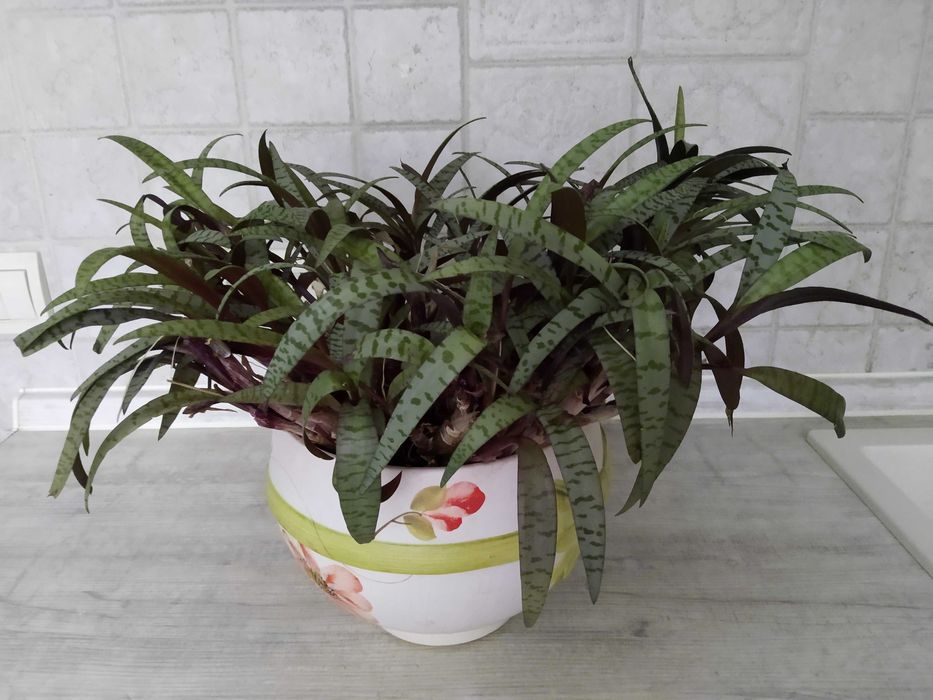 Продам кімнатну рослину Ледебурія.