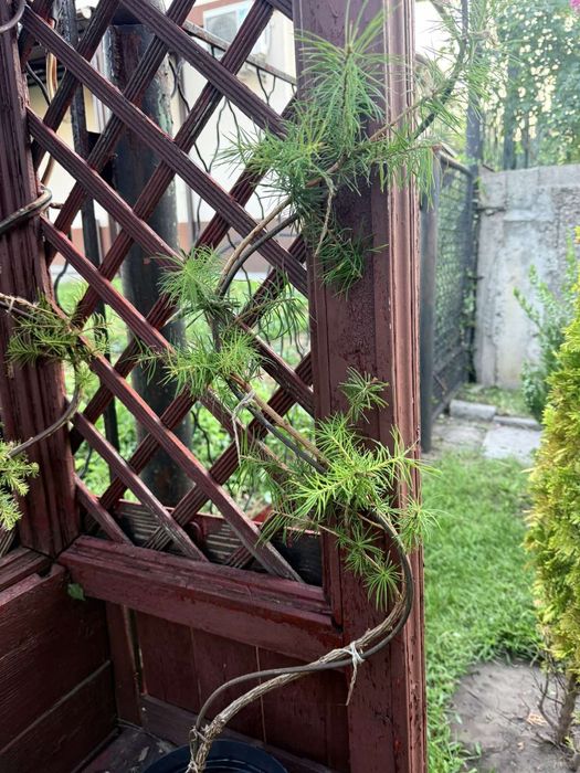 Формована модрина 1200 грн