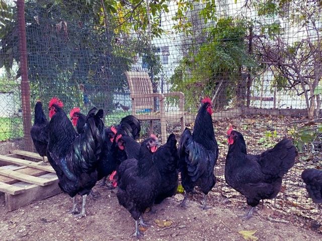 Яйце інкубаційне.Курчата, Австралорп – чорний, білий.