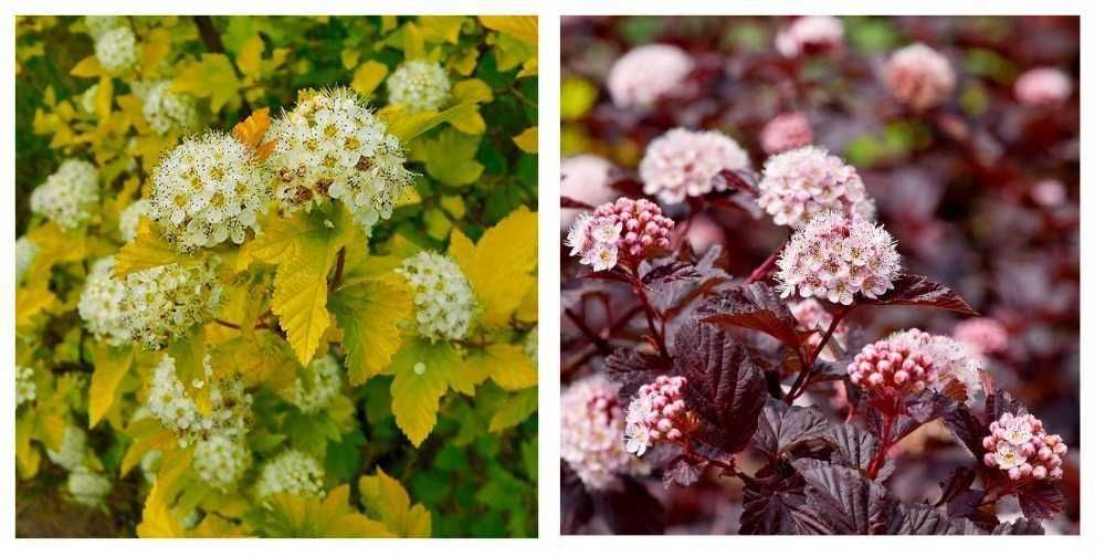 Магония падуболистная вечнозеленая