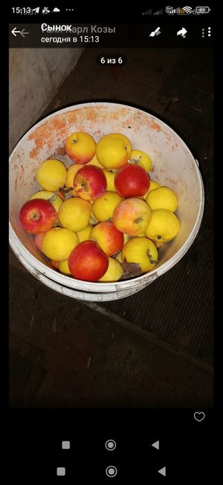 Яблоки домашние со своего садада