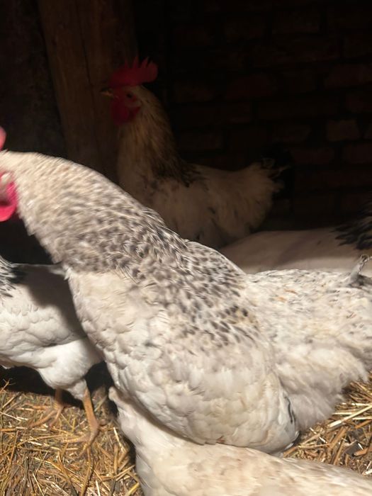 Koguty młode nioska