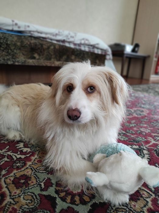 Загубився домашній ПЕС