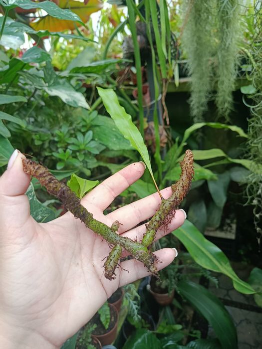 Леканоптеріс Lecanopteris sinuosa
